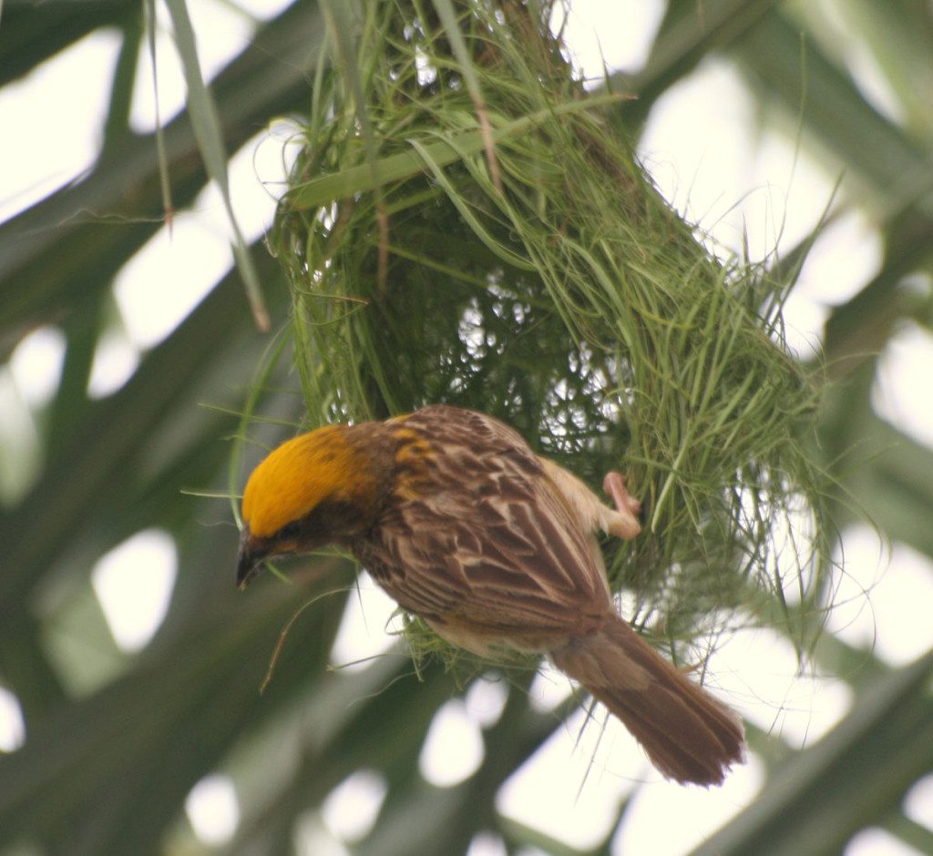 Weaver-Bird